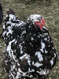 Brahma hen