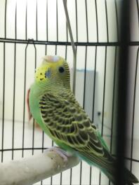 Machtige Juliet