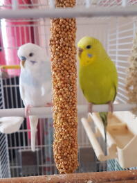 Mijn mooie kiwi en ijs
