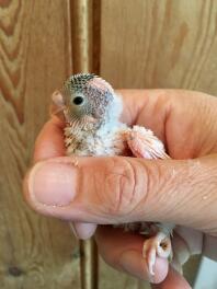 Babyparkiet, 2 weken oud!