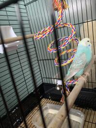 Kan iemand me vertellen wat voor soort parkiet mijn vogel is en wat voor geslacht alsjeblieft, want ik weet het niet zeker