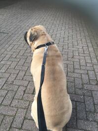 Bullmastiff aangelijnd met halsband in zittende houding