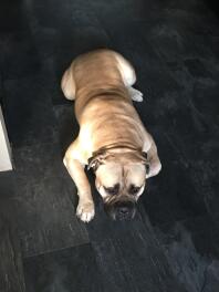 Bullmastiff alert na het horen van een geluidje