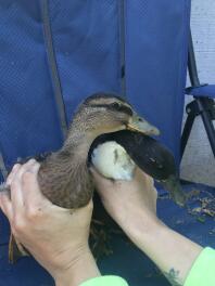 Twee jonge roepeendenbroers