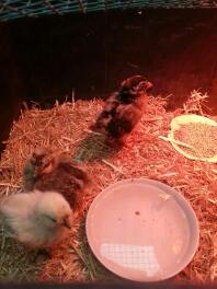 2 silkies 1 Campine 4 weken oud