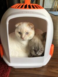 Beste kattenbak