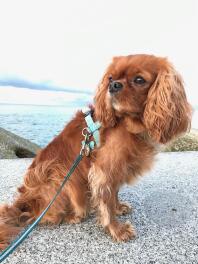 Een prachtige king charles spaniel