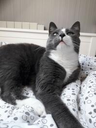 Kat ligt op bed