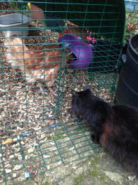 Absynthe ontmoet voor het eerst haar nieuwe kippenvrienden!