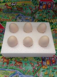 Speciale dozen voor het verzenden van vruchtbare eieren