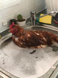 Rusty aan het baden.