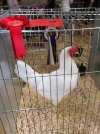 Witte Leghorn hen doet het goed