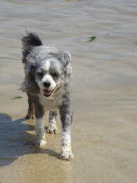 Bo genietend van het strand