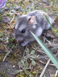 Een kleine hamster in een tuin met bruine en lichtgrijze vacht