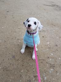 Dalmatische pup