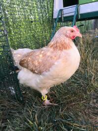 Een oranje en witte kip met een halsband om haar enkel in een ren