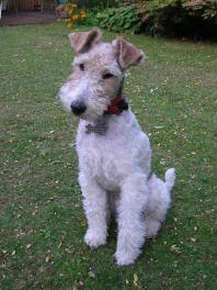 Fantastische Fox Terriers