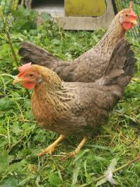 Gold legbar bantams