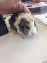 Ze is een baby