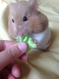 Mmm salade ????