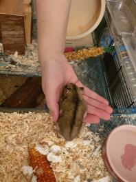 Een hamster die uit zijn kooi op zijn eigenaars hand loopt
