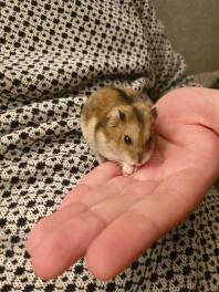 Een kleine bruine dwerghamster op de hand van de eigenaar