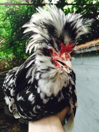 Jonge Houdan Cockerel