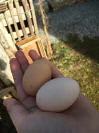 Twee grote eieren in de hand van een vrouw in een tuin