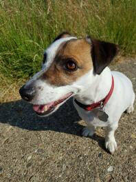 Een jack russel hond met een rode halsband.