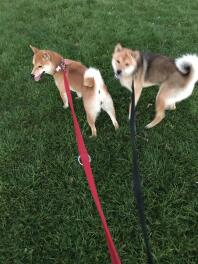 Mijn rode en rode sesam shiba inu-puppy's