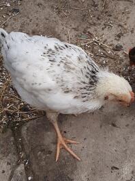 Kip in de tuin