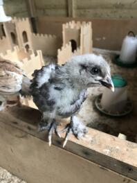 Kijk maar naar die prachtige gevederde voeten! Blue Copper Marans na 2,5 week.