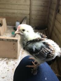 Zo lief! 2,5 weken oud. Wheaten Marans, haan door het uiterlijk van de kam en zwart in de veren (denk ik)