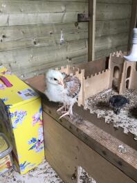 Wheaten Marans hen (ik gok) op 2,5 week.