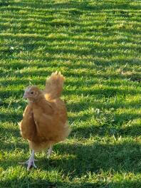 Buff Orpington Chick vrij rondlopen