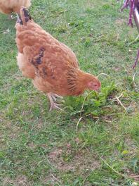 Buff Orpington vrij rondlopen