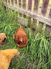 Gezellig in het gras