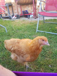 Nieuwsgierige Buff Orpington