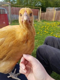 Nieuwsgierige Buff Orpington