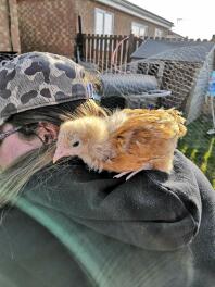 Loki denkt dat ze een papegaai is! - Buff Orpington Chick