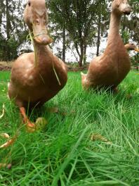 Eenden lopen door gras