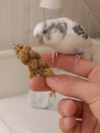 Chouffe