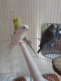 Drie witgele en blauwe parkieten in een kooi op een houten stok