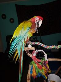 Rode en blauwe ara papegaai