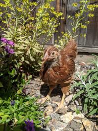 Jonge rhode island red in de tuin.