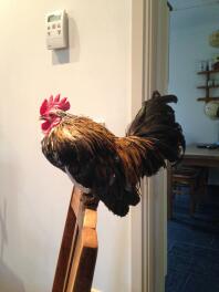 Pringle, our serama Rooster at six months