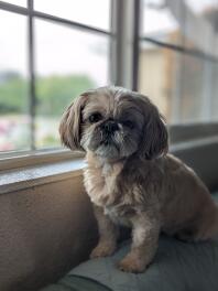 Shih tzu zittend op de bank.