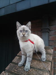 Een siamese tabby puntig aan de lijn