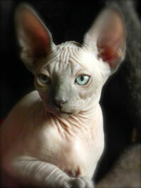 Een sphynx kat met mooie grote oren.