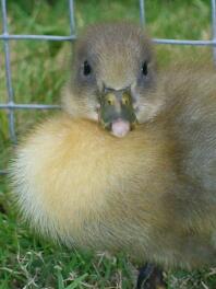 heel schattig Zweeds blauw eendje